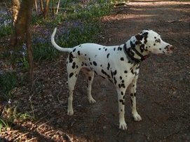 A Dalmatian stands alert on a dirt path surrounded by trees and blooming wildflowers in a wooded area.