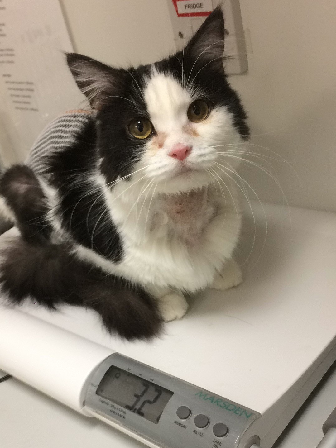 Cookie the cat received blood transfusion from brother to survive. A black and white cat sits on a digital scale reading