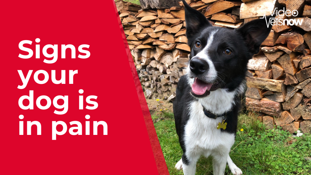 How To Tell If A Dog Is In Pain | Symptoms Of Pain In Dogs