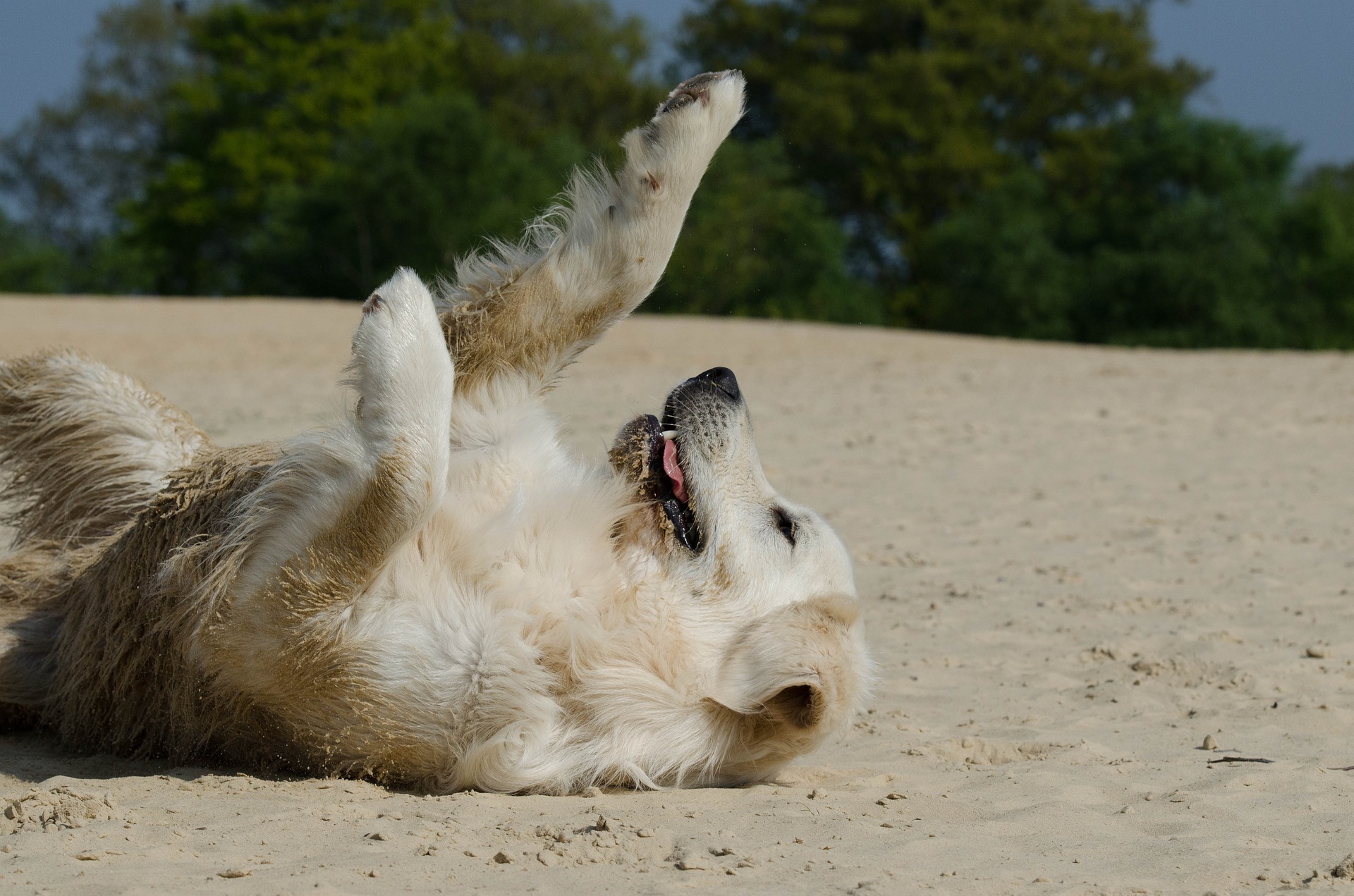 why do dogs roll in sand