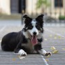 An image of a Border Collie dog
