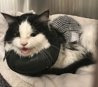 A black and white cat wearing a protective collar rests on a soft bed, appearing to meow, surrounded by a metallic and neutral environment.