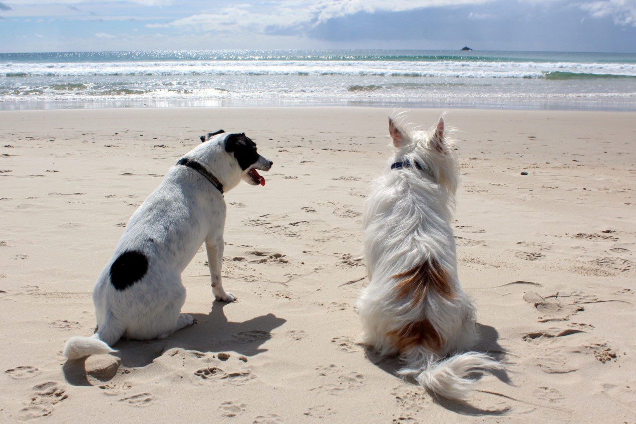 why do dogs roll in sand