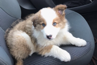 A fluffy, brown-and-white puppy is resting on a car seat, looking intently forward in a vehicle's interior.