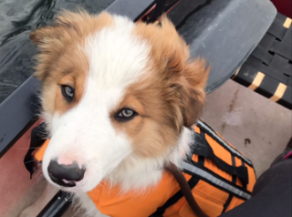 A fluffy dog wearing an orange life jacket sits attentively on a boat, surrounded by water and seating.