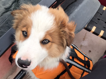 A fluffy dog wearing an orange life jacket sits attentively on a boat, surrounded by water and seating.