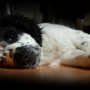 Signs your dog could be in pain - Vets Now A fluffy, black-and-white dog rests peacefully on a wooden floor, with its eyes gazing forward in a dimly lit room.
