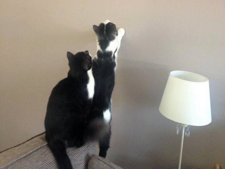 Cookie getting a helping hand to catch a spider from brother Ollie after emergency blood transfusion operation. Two black and white cats perch atop a sofa, reaching up a plain wall beside a white floor lamp.