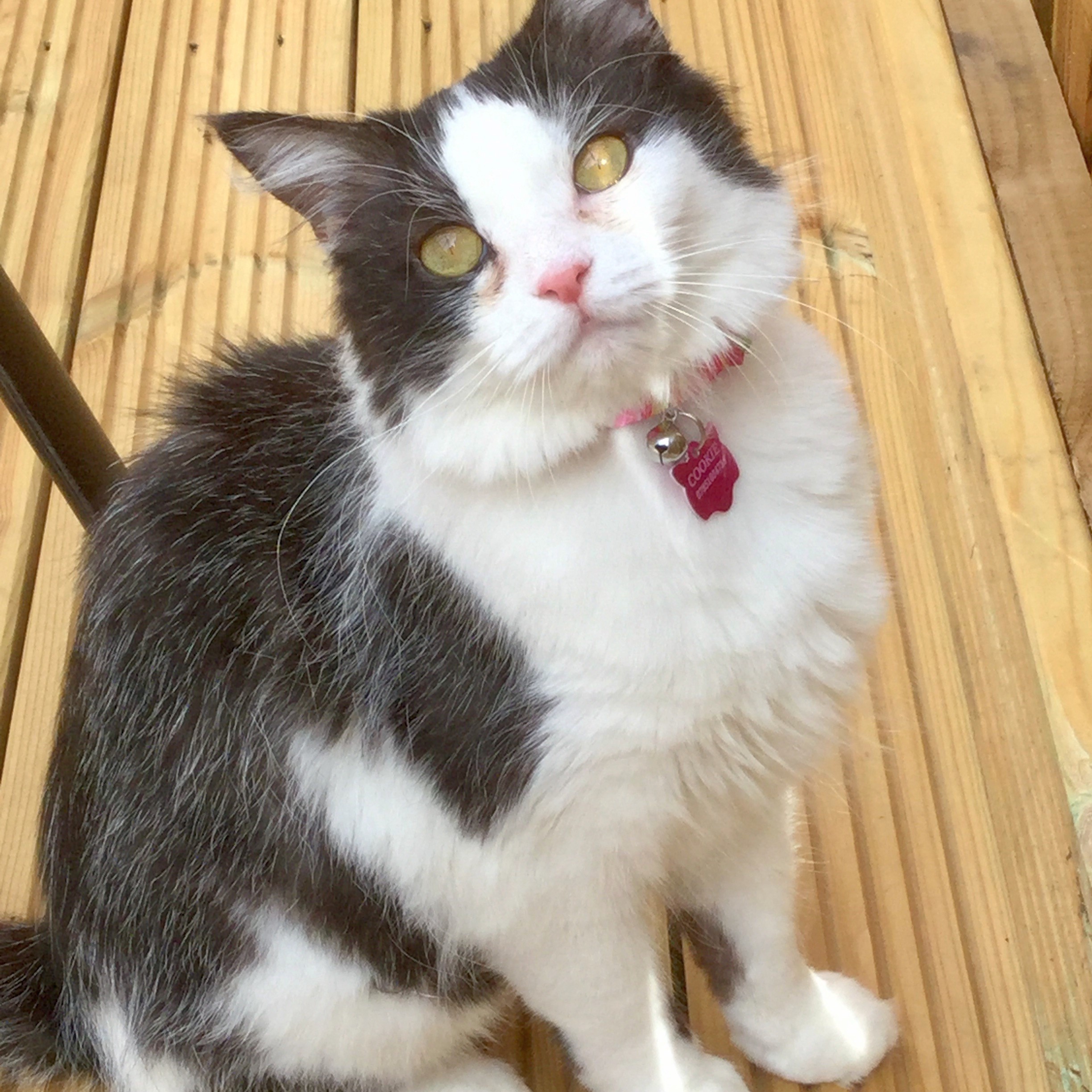Cookie the cat five months after her receiving blood transfusion from brother Ollie. A black and white cat sits on a wooden deck, wearing a pink collar with a tag reading