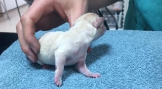 how can i help my breech puppy turn