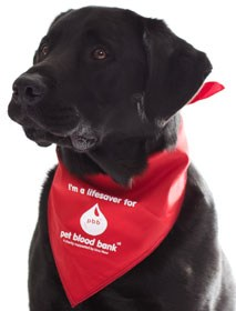 vets-now-dog-pbb-bandana A black dog wears a red bandana with white text reading,