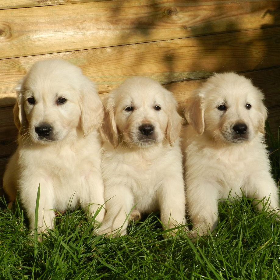 vets-now-dog-puppies-labour Three fluffy golden retriever puppies sit side by side on lush green grass, backed by a wooden fence, under gentle sunlight.