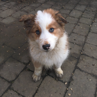 A fluffy, blue-eyed puppy sits on a wet, cobblestone surface, covered in mud, appearing curious and playful in an outdoor setting.