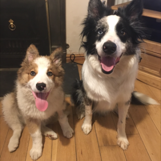 Two dogs sit on a wooden floor, looking up with tongues out, in front of a fireplace and a wooden cabinet.