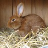 Image of rabbit in hutch for Vets Now article on heat stroke in rabbits