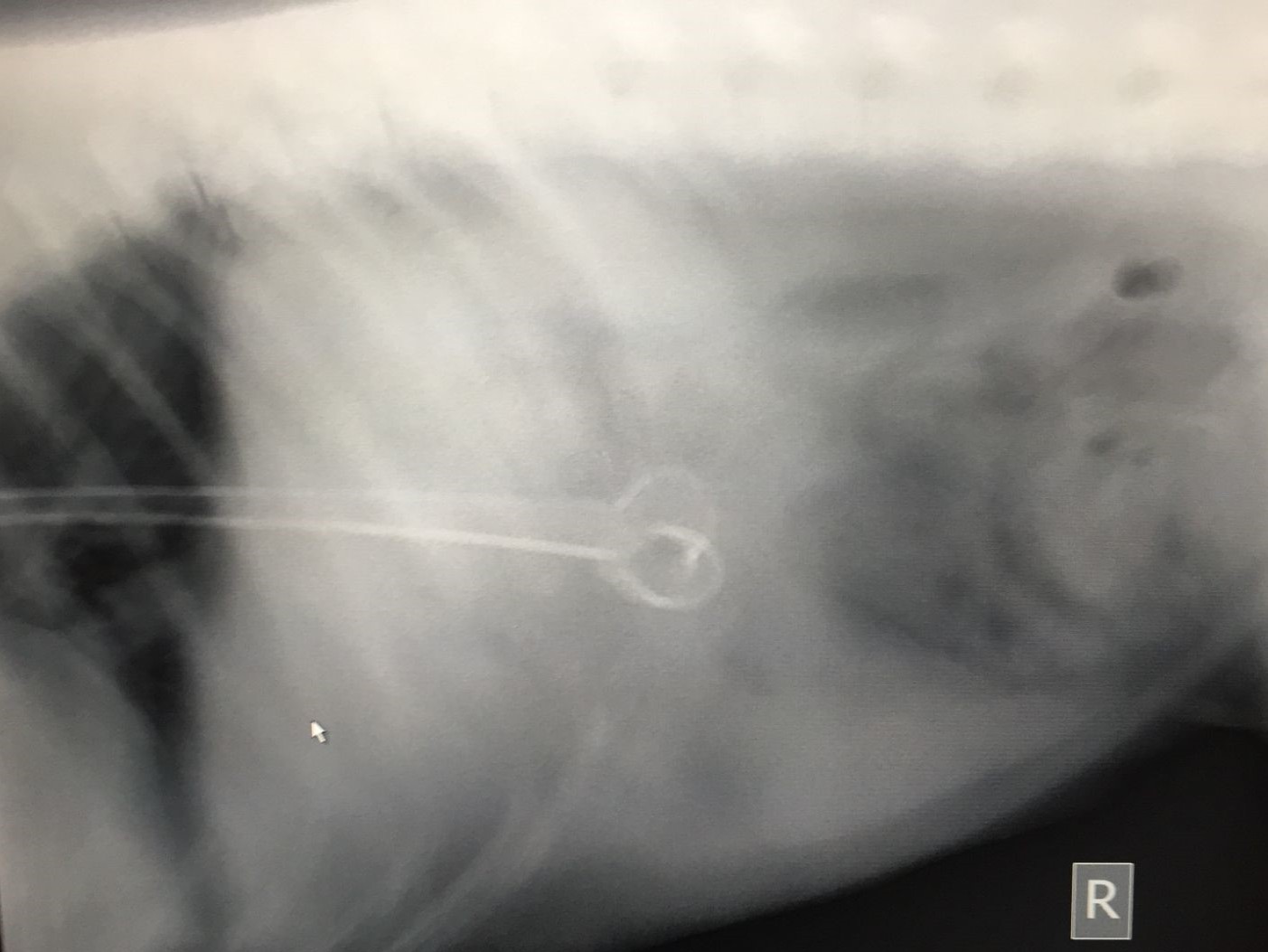 X-rays, skewers, dogs and cats