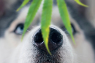 can dogs get poison ivy on their nose