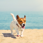 Jack Russell running on the Beach A small dog with a brown and white coat runs on sandy beach, tongue out, near a calm blue ocean under a clear sky.