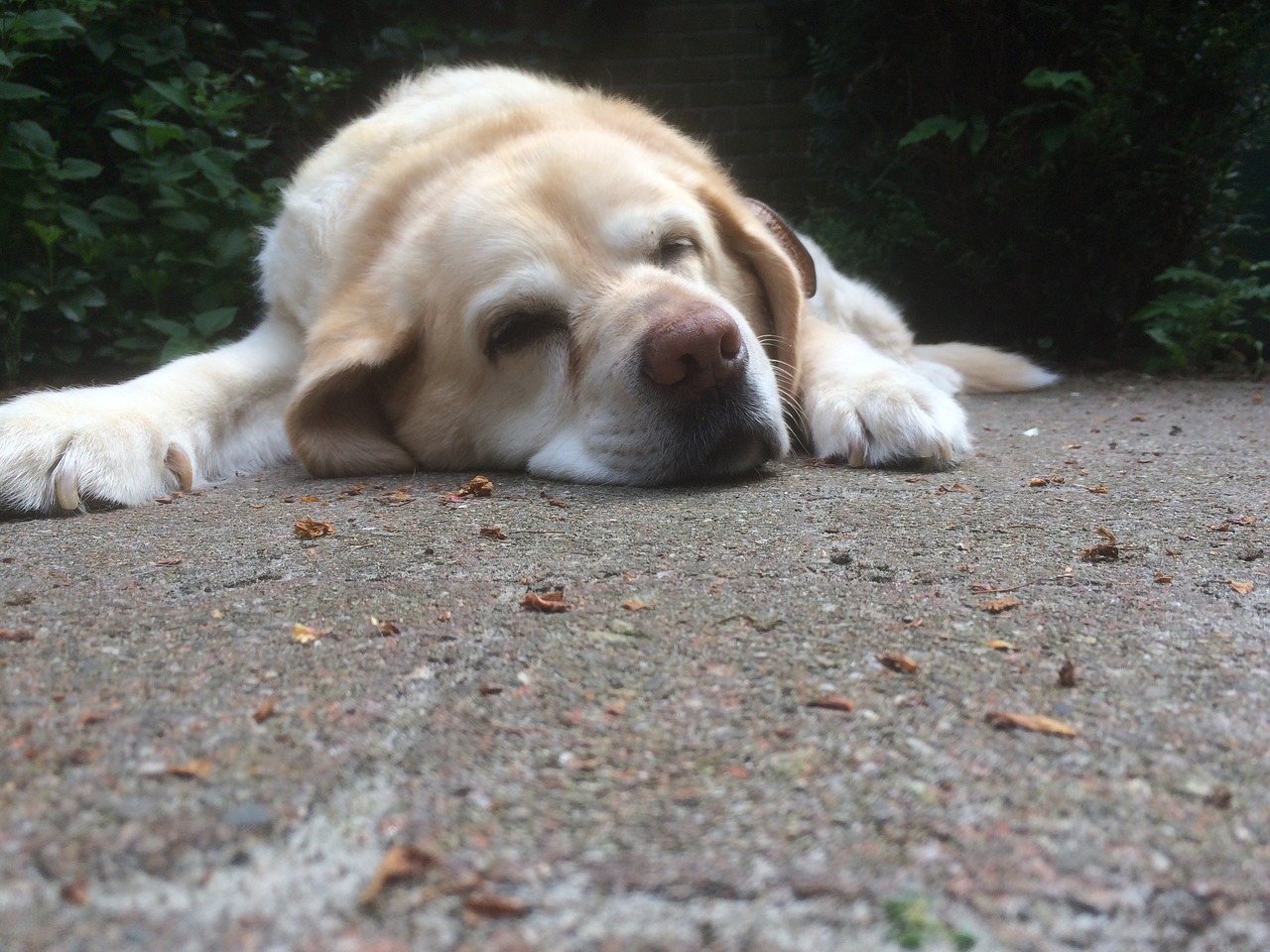 A large, light-colored dog is resting on a concrete surface, surrounded by scattered leaves and greenery, appearing relaxed and sleepy.