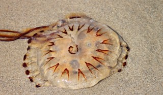 vets-now-dogs-jellyfish A transparent jellyfish lies motionless on wet sand, displaying its radial brown markings.