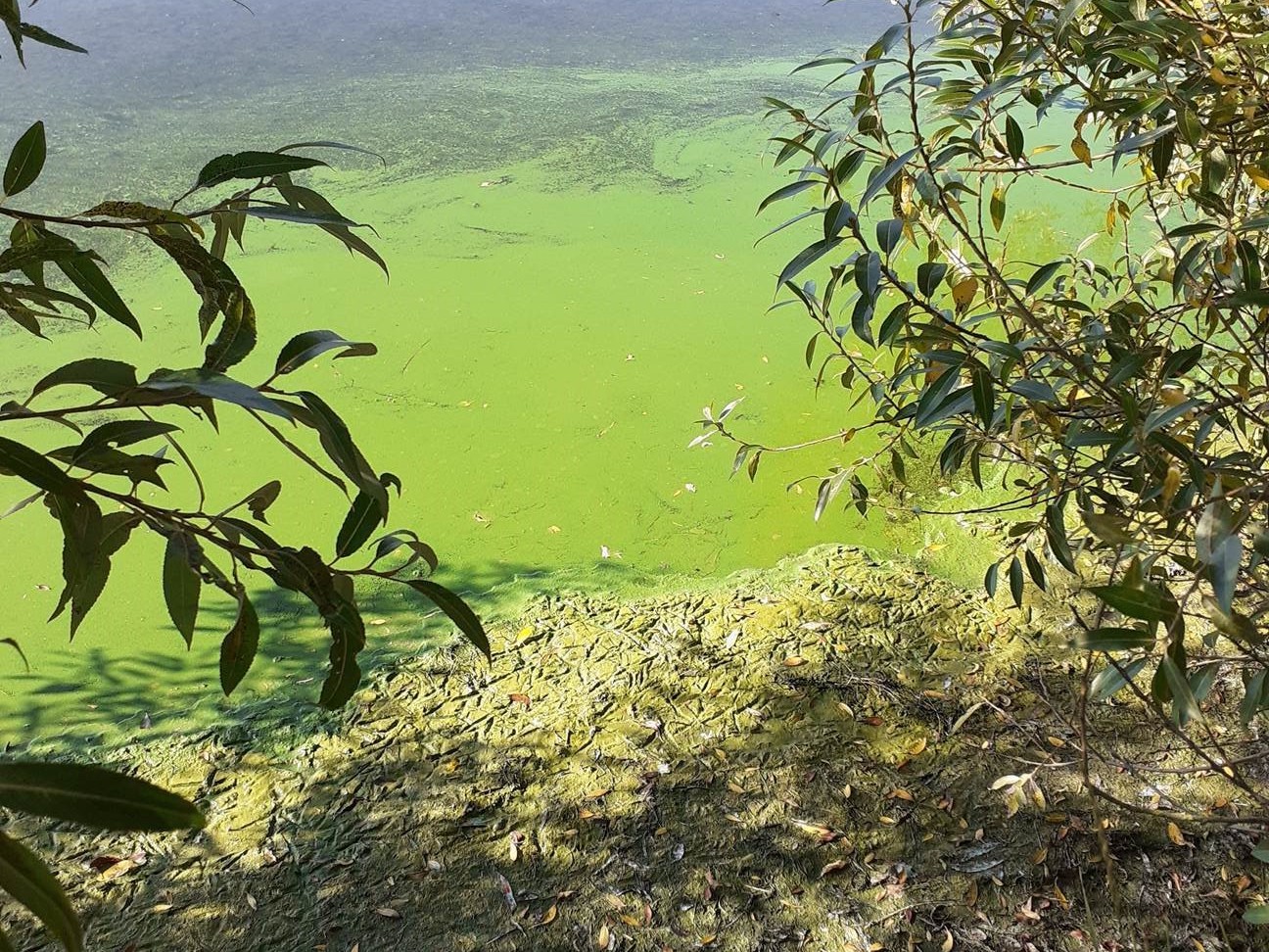 can drinking lake water make a dog sick