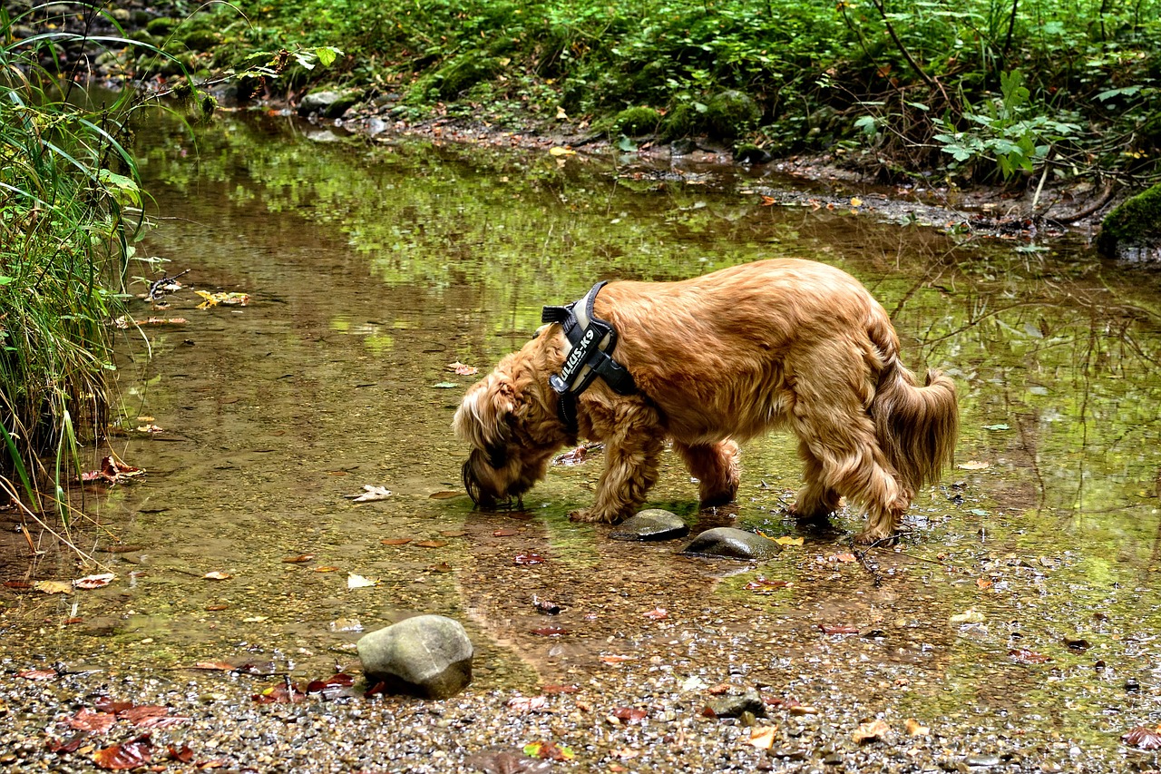 Blue-Green Algae Poisoning | Dangers to Dogs | Vets Now
