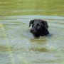 Dog blue-green algae poisoning - know the dangers, symptoms & treatment A black dog swims in murky green water, with ripples surrounding its head, in a natural outdoor setting.