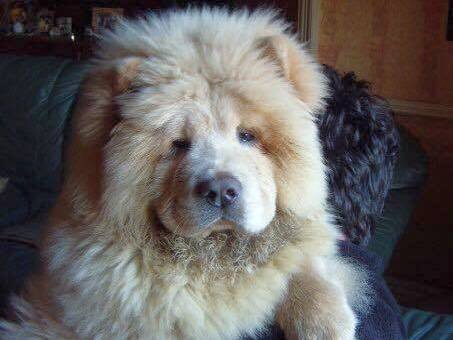 Old hot sale chow chow