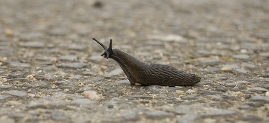 A brown slug slowly moves across a textured, pebble-covered surface in an outdoor setting, with its antennae extended.