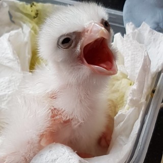 This is Gertie, a pet Saker falcon brought up and trained by Vets Now Avian expert Dr Tm Dutton A fluffy white chick with an open beak sits in a nest of crumpled tissues, possibly in a container on a dark surface.