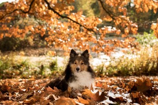 A fluffy dog sits calmly among scattered autumn leaves, bathed in warm sunlight, with a backdrop of orange foliage and soft-focus greenery.