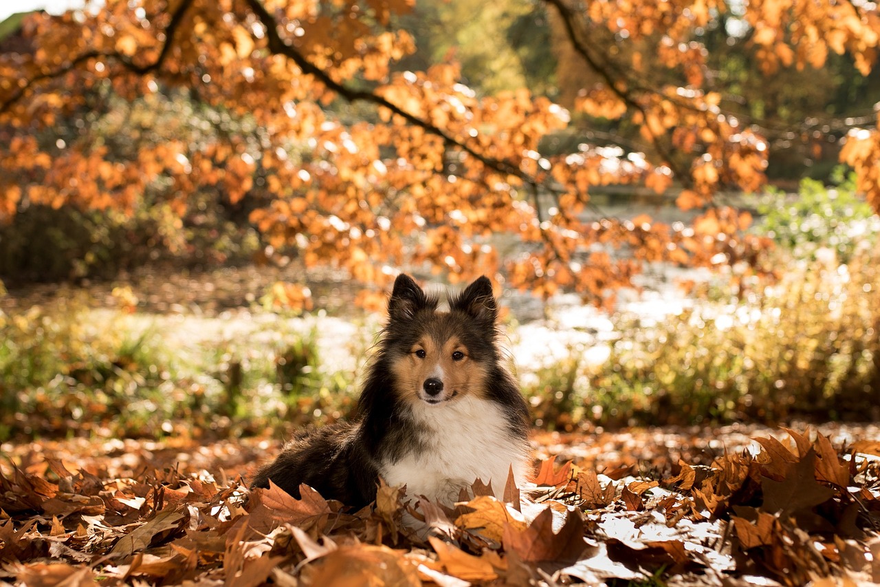 Common Autumn Dangers For Dogs And Puppies | Vets Now