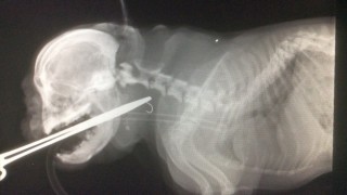 vets-now-dog-fish-hook10 An animal skull and spine, possibly a cat, appear in an X-ray with medical instruments inserted into the open mouth, surrounded by a dark, featureless background.