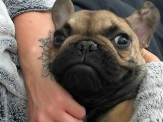 vets-now-dog-fish-hook5 A small French Bulldog with a curious expression lies wrapped in a cozy, gray blanket. A tattooed arm gently holds the dog, providing warmth and affection.