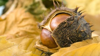 vets-now-dog-ate-conkers4 Image of conkers