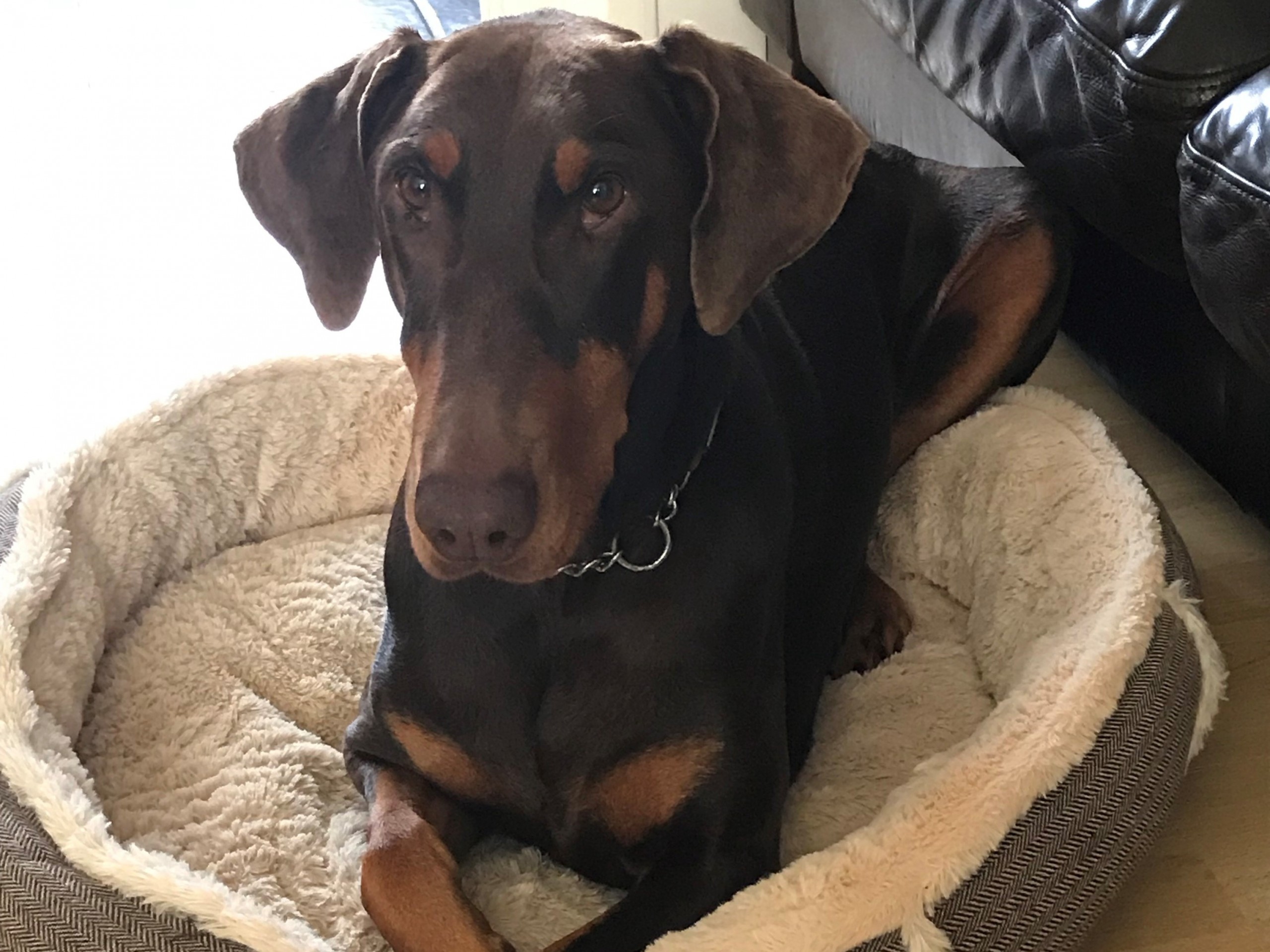 Dog Ate Tennis Ball What To Do If Your Dog Eats Tennis Balls