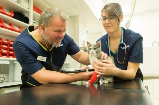A kitten with a red bandage is examined by two veterinarians using a stethoscope in a clinic. Shelves with red and white supplies are in the background.
