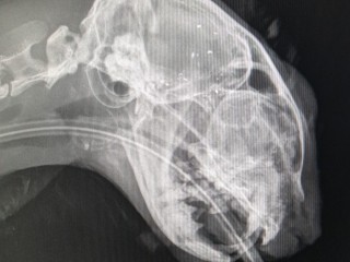 An X-ray image shows a skull in profile, revealing detailed bone structures and jaw alignment; set against a dark background, highlighting the contrast of the bones.