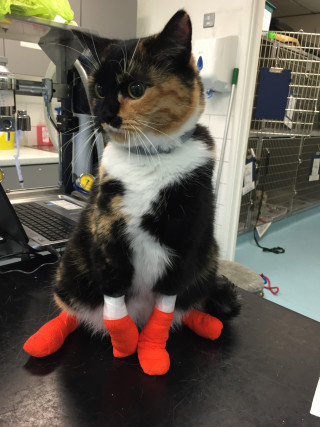 A calico cat sits on a black tabletop with all four paws wrapped in bright orange bandages, in a veterinary clinic setting with medical equipment nearby.