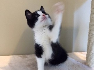 A black and white kitten playfully raises its paw, sitting on a light-colored surface next to a scratching post, against a beige wall.