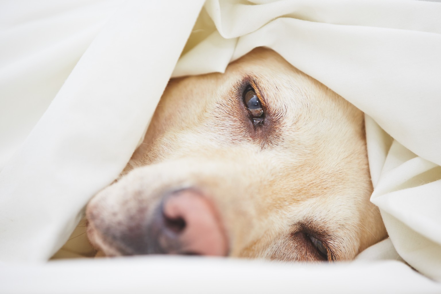 Labrador having hot sale seizures