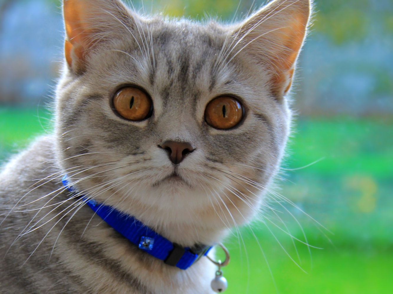 Putting a collar clearance on a kitten