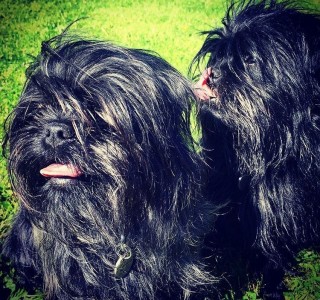 Two shaggy black dogs with their tongues out sit on vibrant green grass in sunlight, one facing forward and the other turned slightly to the side.