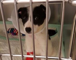 A small dog wears a cone collar while sitting inside a metal cage, with a colorful toy and absorbent pads on the floor.