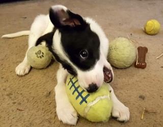 A puppy chews on a green plush toy surrounded by tennis balls and a rubber bone on a carpeted floor.