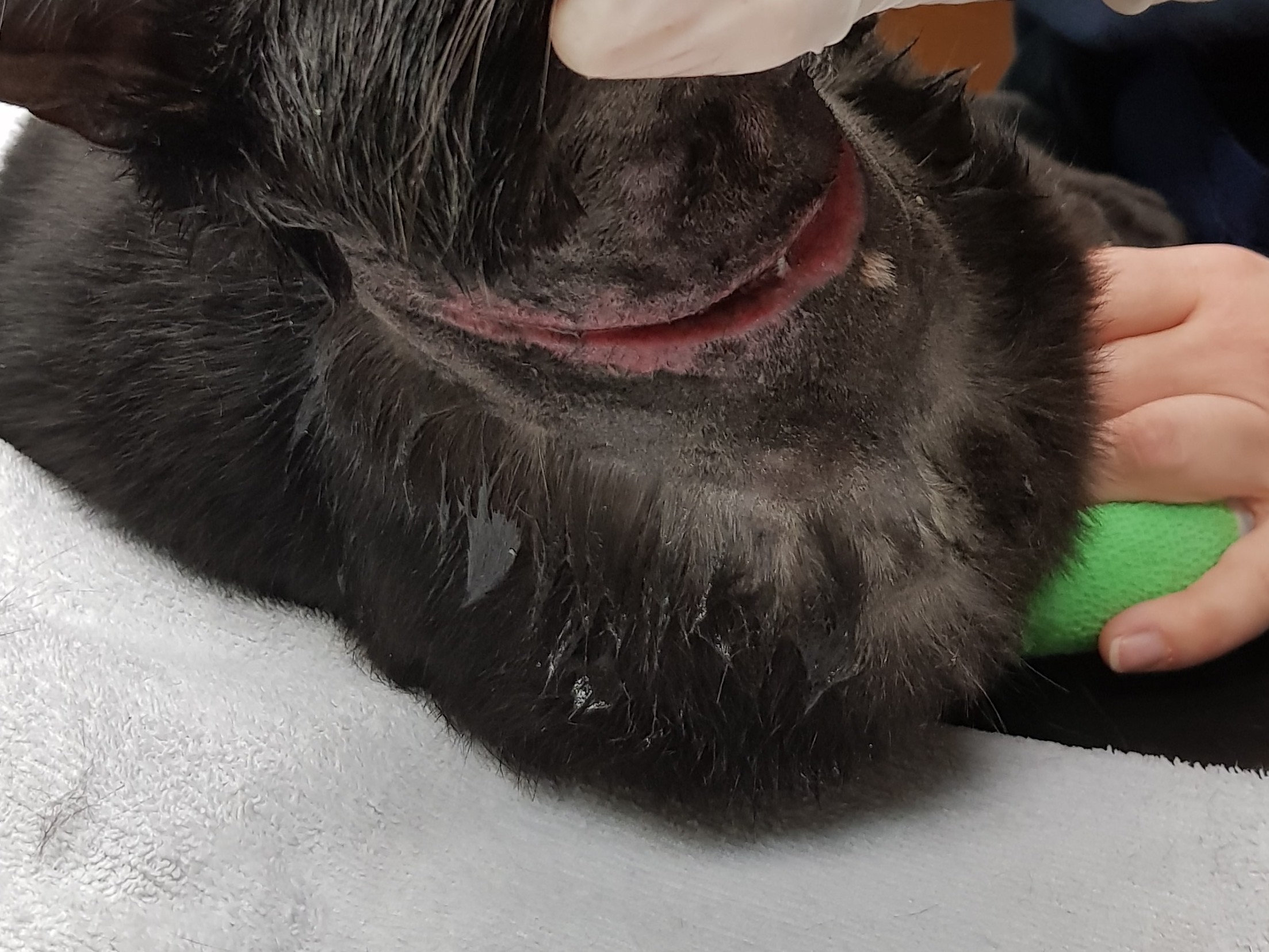 A black dog's chin rests on a white towel, with a person gently holding its paw wrapped in a green bandage in a veterinary setting.