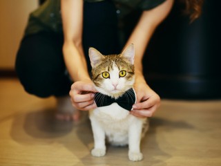 A cat wearing a black bow tie sits on the floor, while a person crouches behind, adjusting the tie in a home setting.