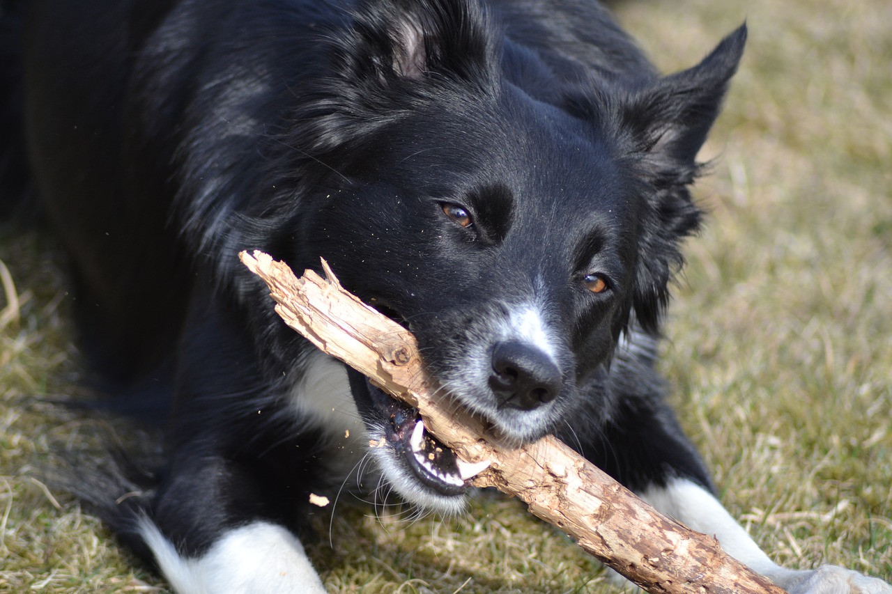 A black and white dog chews on a large stick, lying on grass in an outdoor setting.