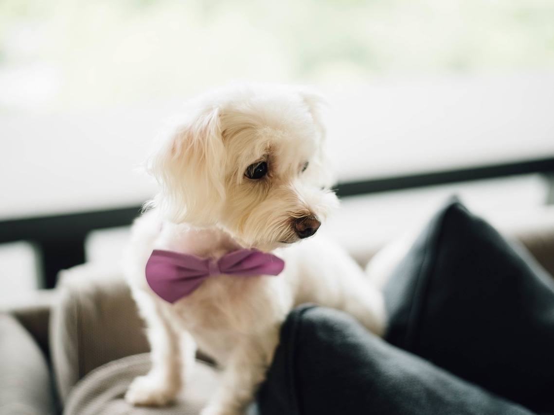 A small white dog wearing a purple bow tie sits on a gray couch, looking to the side, with a blurred green background outside the window.
