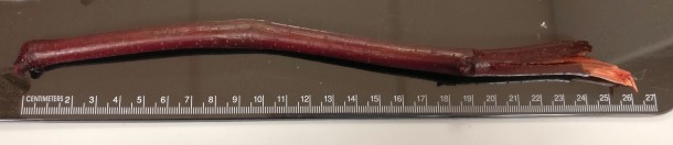A curved, reddish-brown plant stem lies horizontally parallel to a ruler showing measurements in centimeters, from 0 to 24, against a dark background.